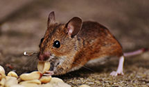 24 Hour & Emergency Exterminators in Burke, VA